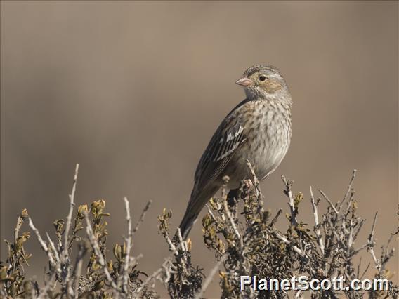 Mourning Sierra-Finch (Rhopospina fruticeti)