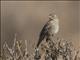 Mourning Sierra-Finch (Rhopospina fruticeti) - Female