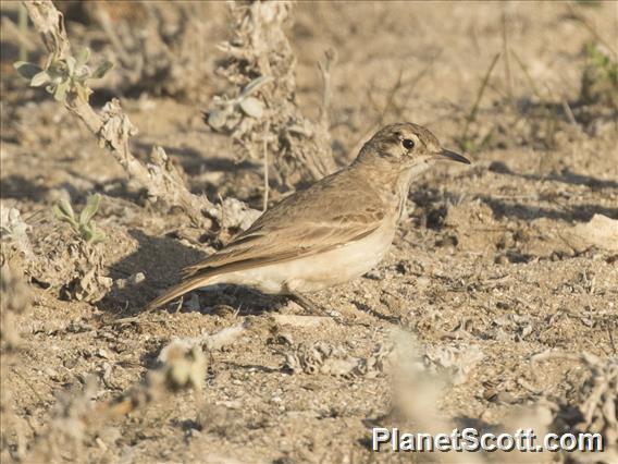 Common Miner (Geositta cunicularia)