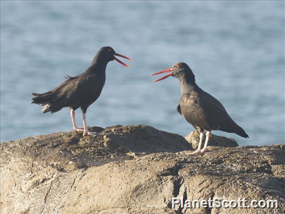 Blackish Oystercatcher (Haematopus ater)