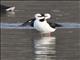 Black-necked Stilt (Himantopus mexicanus)