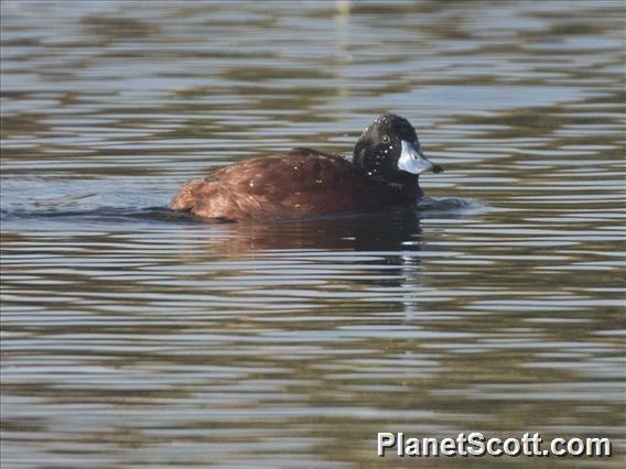 Lake Duck (Oxyura vittata)