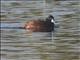 Lake Duck (Oxyura vittata) - Male