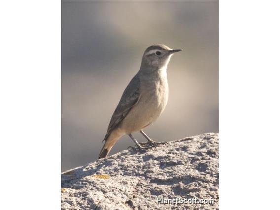 Rufous-banded Miner (Geositta rufipennis)