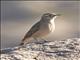 Rufous-banded Miner (Geositta rufipennis)