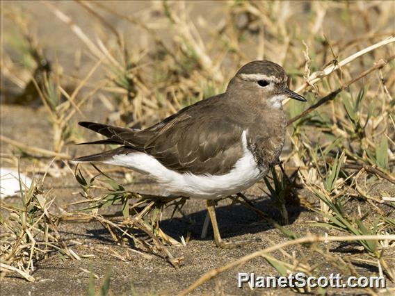 Rufous-chested Dotterel (Zonibyx modestus)