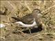 Rufous-chested Dotterel (Charadrius modestus)