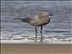 Gray Gull (Leucophaeus modestus)