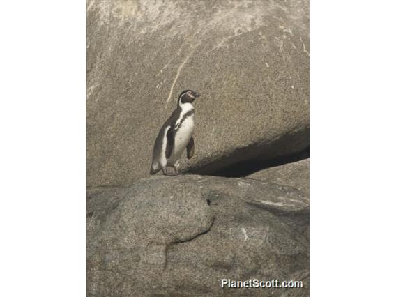 Humboldt Penguin (Spheniscus humboldti)