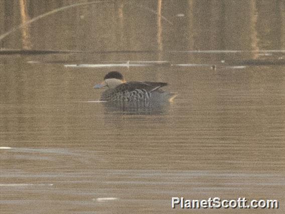 Silver Teal (Spatula versicolor)