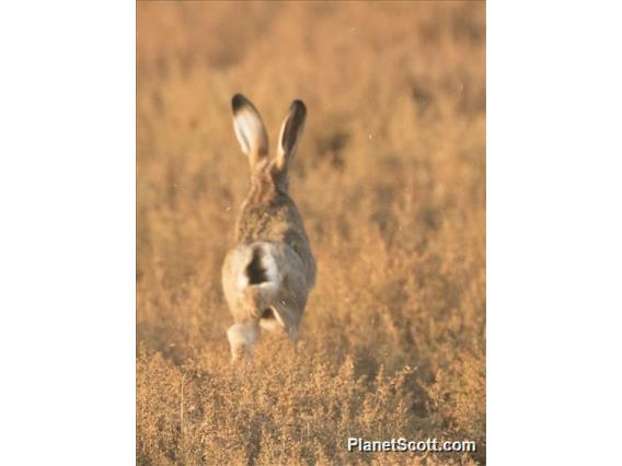 European Hare (Lepus europaeus)