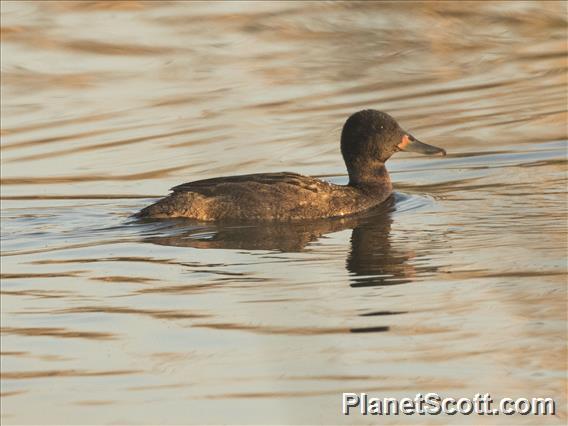 Black-headed Duck (Heteronetta atricapilla)