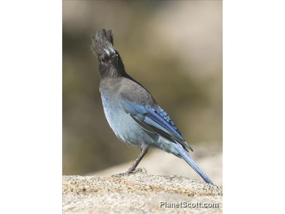 Steller's Jay (Cyanocitta stelleri)