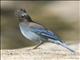 Stellers Jay (Cyanocitta stelleri)