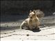 Golden-mantled Ground Squirrel (Callospermophilus lateralis)