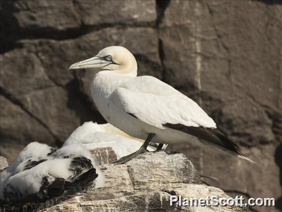 Northern Gannet (Morus bassanus)