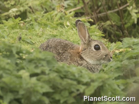 European Rabbit (Oryctolagus cuniculus)