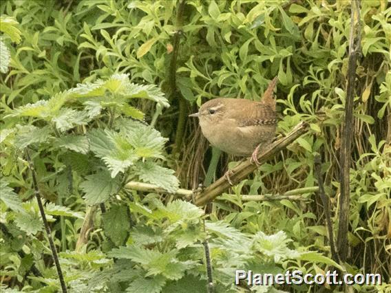 Eurasian Wren (Troglodytes troglodytes)