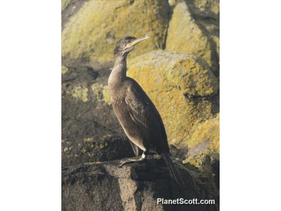 European Shag (Gulosus aristotelis)