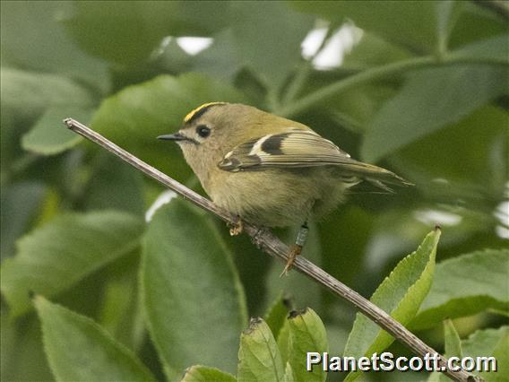 Goldcrest (Regulus regulus)