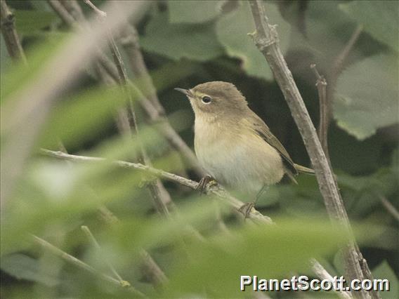 Common Chiffchaff (Phylloscopus collybita)