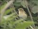 Common Chiffchaff (Phylloscopus collybita)