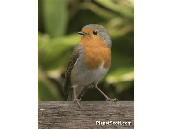 European Robin (Erithacus rubecula)