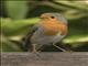 European Robin (Erithacus rubecula)