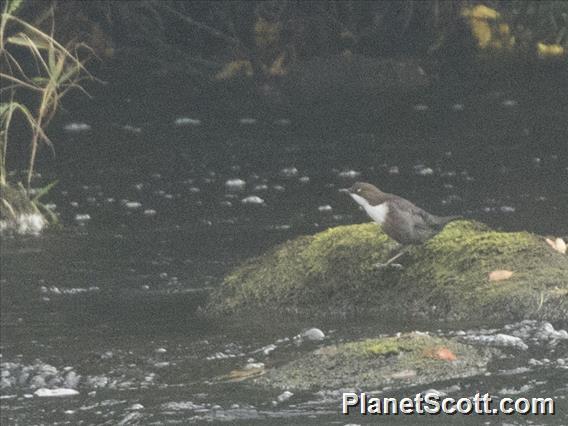 White-throated Dipper (Cinclus cinclus)