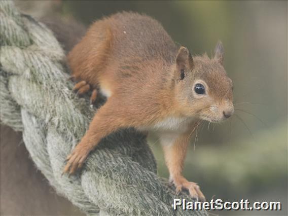 Eurasian Red Squirrel (Sciurus vulgaris)