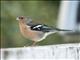 Common Chaffinch (Fringilla coelebs)