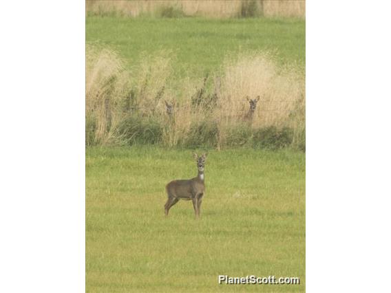 Western Roe Deer (Capreolus capreolus)