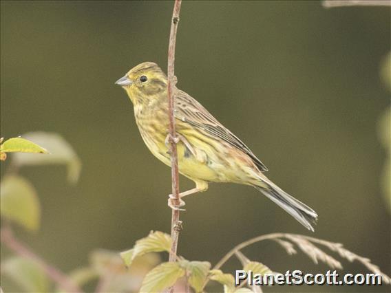 Yellowhammer (Emberiza citrinella)