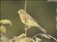 Yellowhammer (Emberiza citrinella)