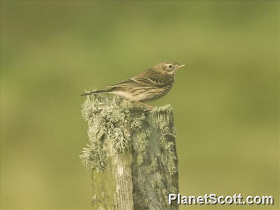 Meadow Pipit (Anthus pratensis)