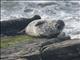 Harbor Seal (Phoca vitulina)