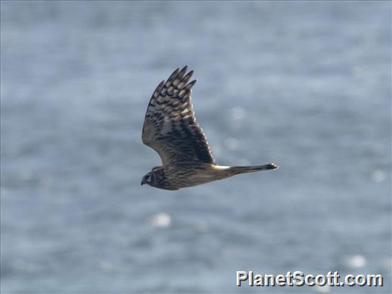 Hen Harrier (Circus cyaneus)