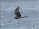 Hen Harrier (Circus cyaneus)