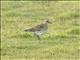 European Golden-Plover (Pluvialis apricaria)