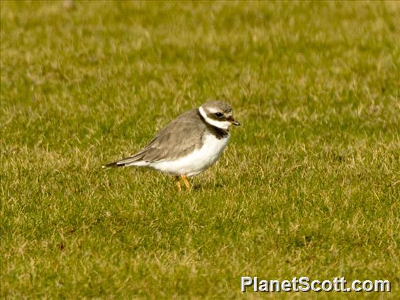 Common Ringed Plover (Charadrius hiaticula)