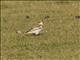 Snow Bunting (Plectrophenax nivalis) - 1st Winter