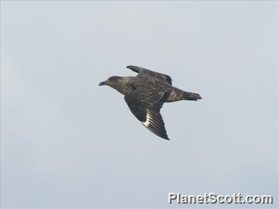 Great Skua (Stercorarius skua)