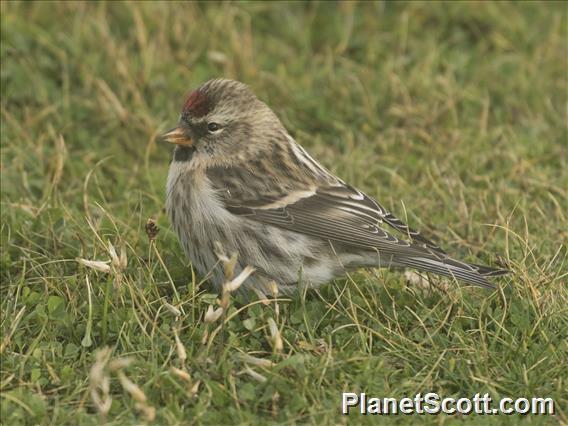 Redpoll (Acanthis flammea)