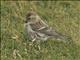 Common Redpoll (Acanthis flammea)