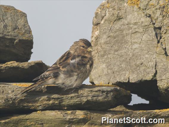 Twite (Linaria flavirostris)