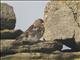 Twite (Linaria flavirostris)