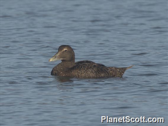 Common Eider (Somateria mollissima)