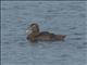 Common Eider (Somateria mollissima) - Non-breeding