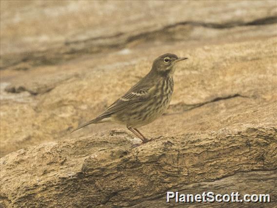 Rock Pipit (Anthus petrosus)