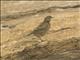 Rock Pipit (Anthus petrosus)